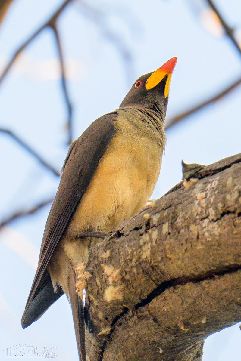 Yellow-billed Oxpecker - ML646552122