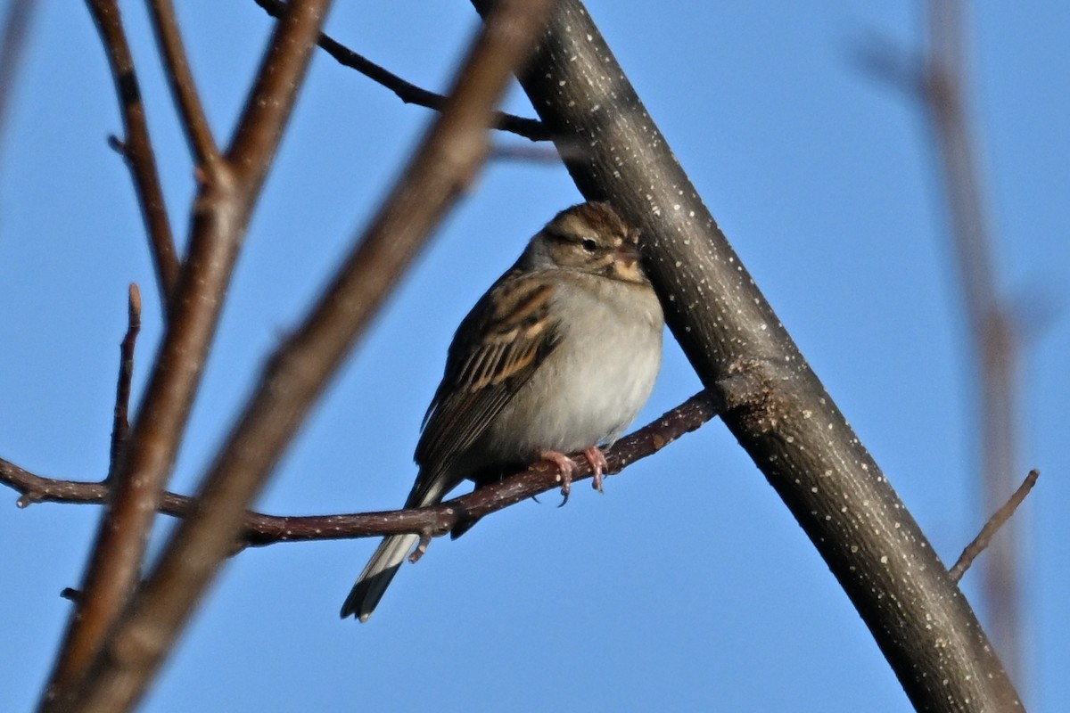 Chipping Sparrow - ML646552123