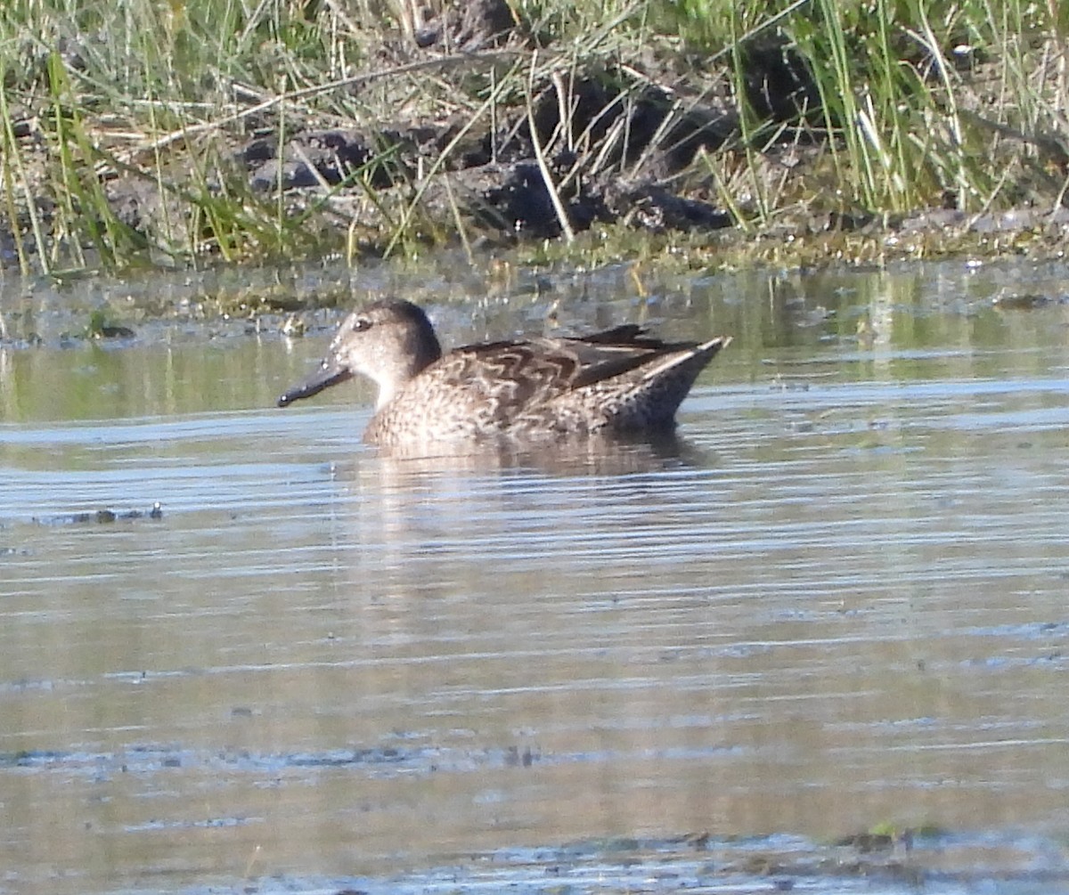 Blue-winged Teal - ML646552129