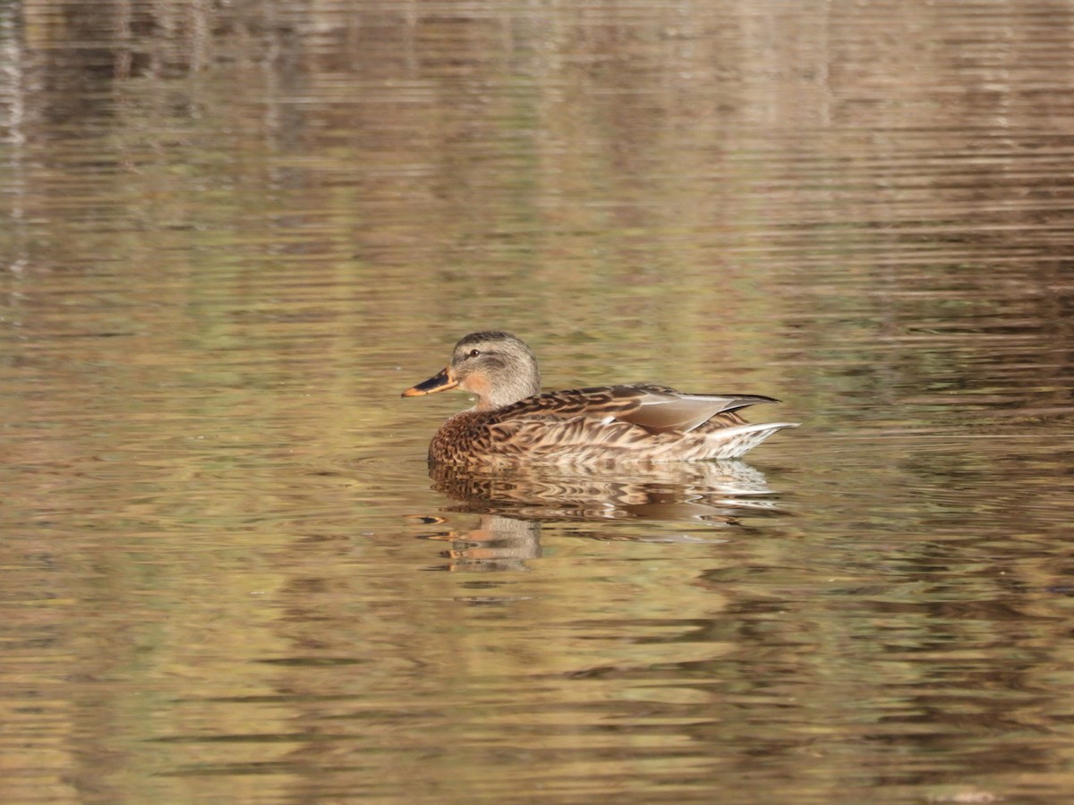 Mallard - ML646552131