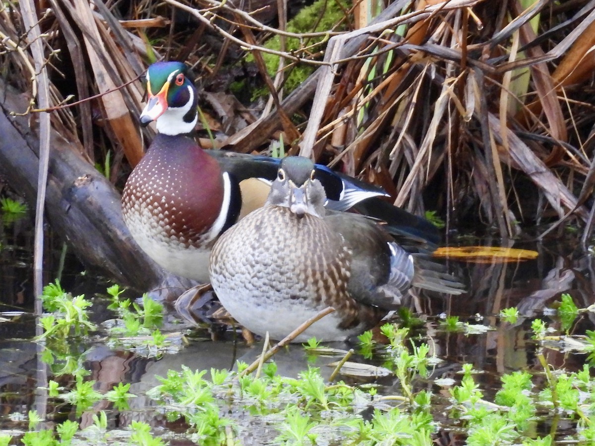 Anatra sposa - ML646552138