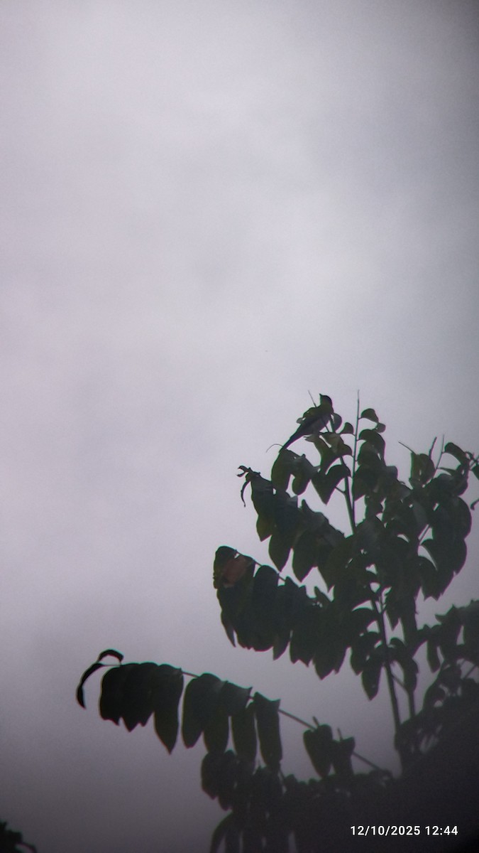 Gray Kingbird - ML646552139