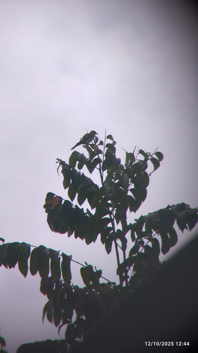 Gray Kingbird - ML646552140