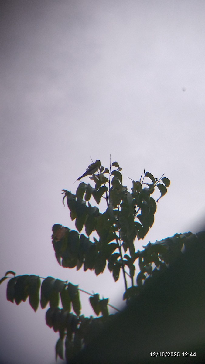 Gray Kingbird - ML646552141