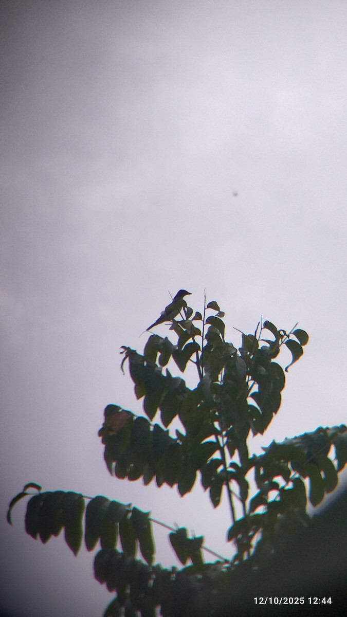 Gray Kingbird - ML646552142