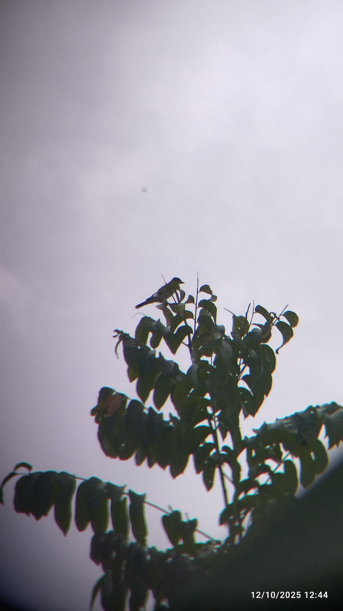 Gray Kingbird - ML646552143