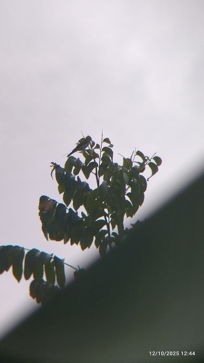 Gray Kingbird - ML646552144