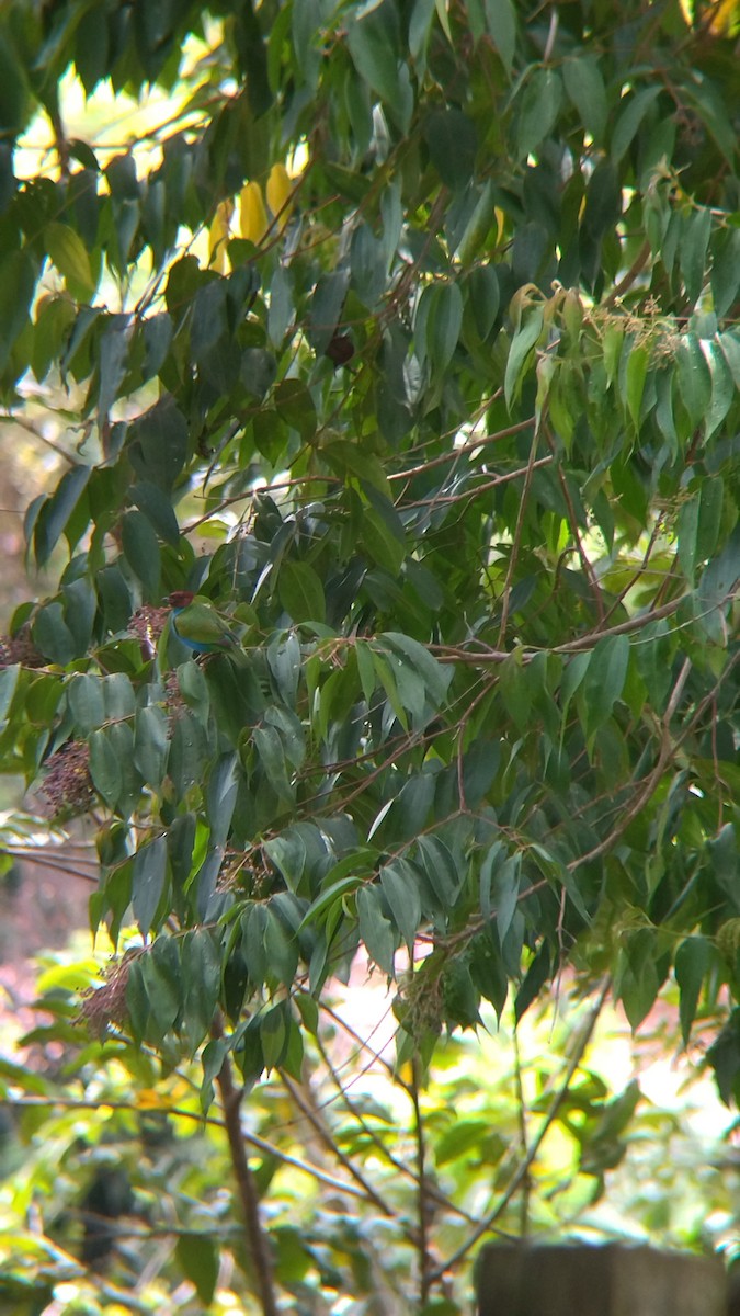 Bay-headed Tanager - ML646552145