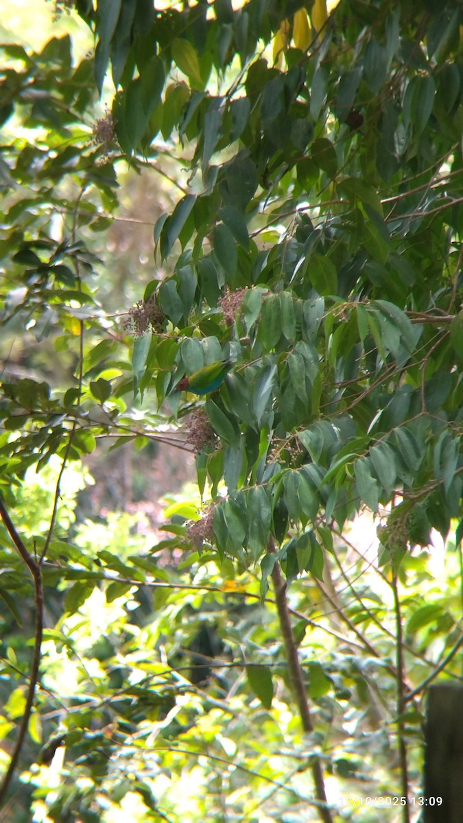 Bay-headed Tanager - ML646552146