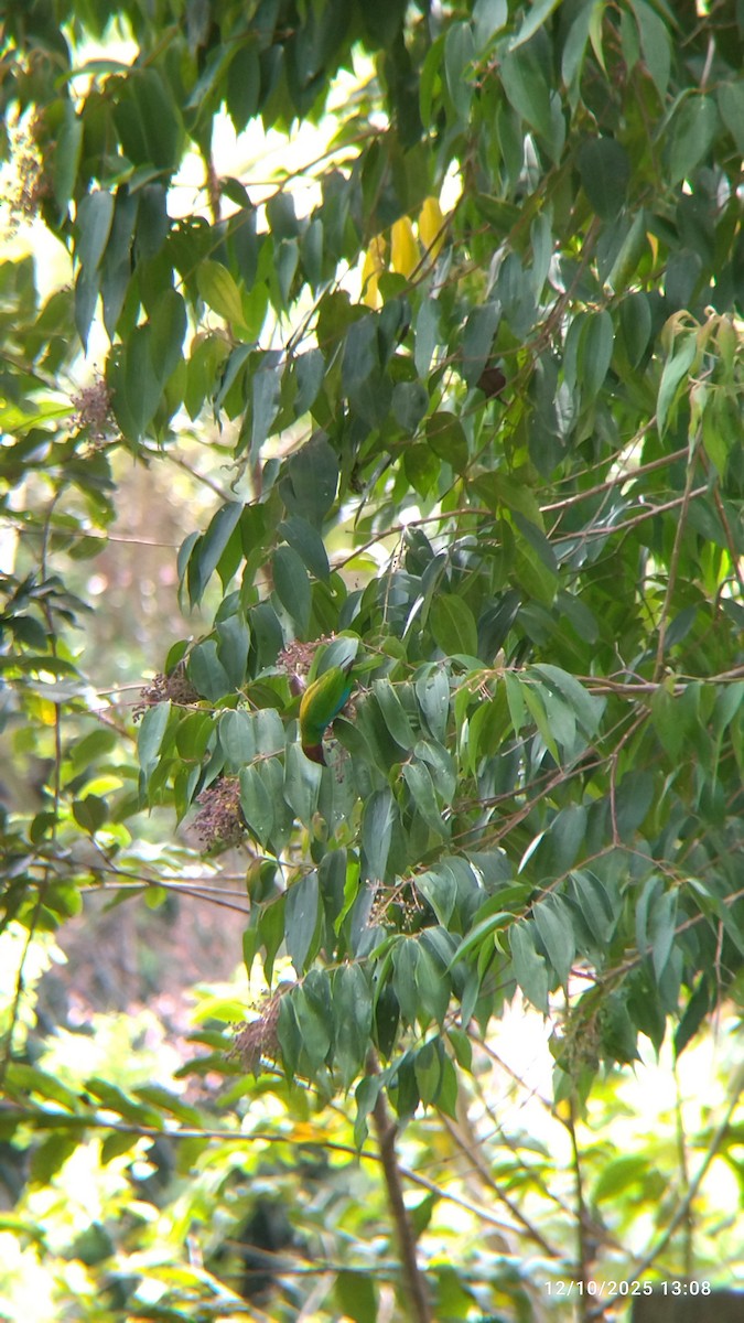 Bay-headed Tanager - ML646552147