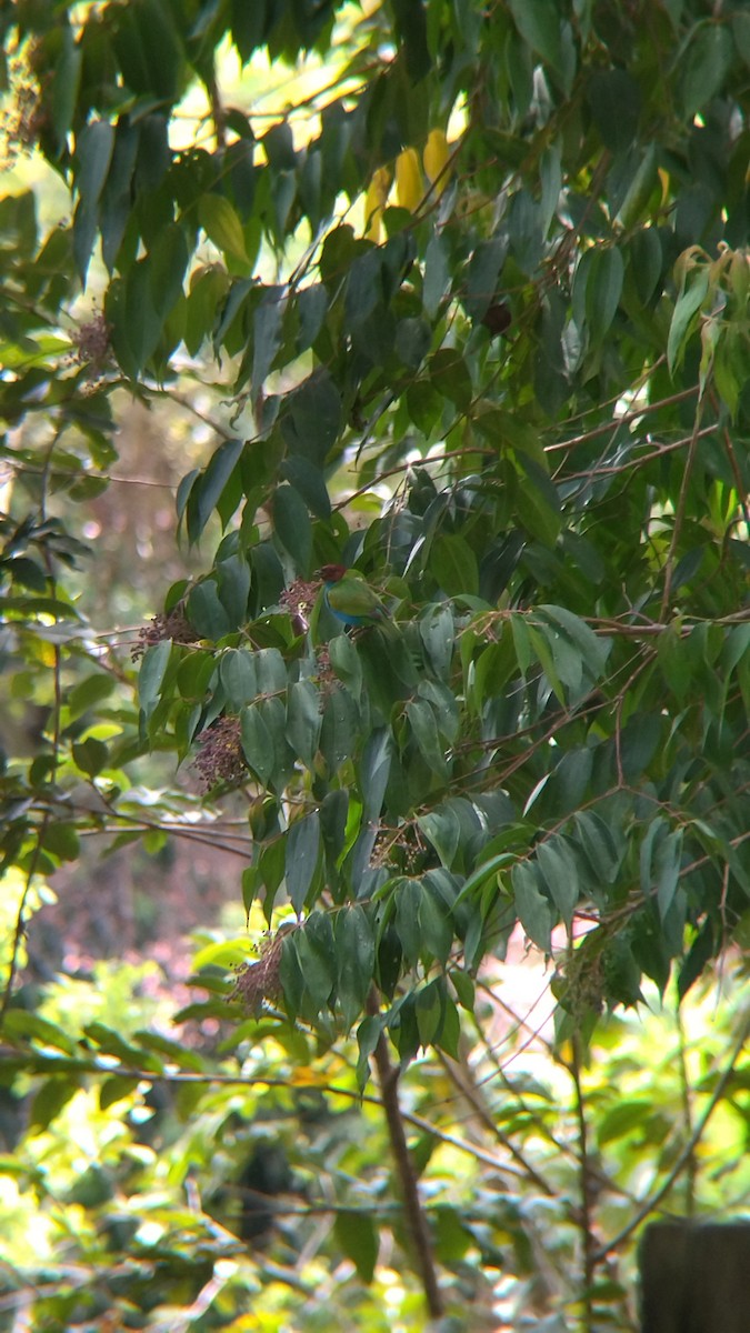 Bay-headed Tanager - ML646552148