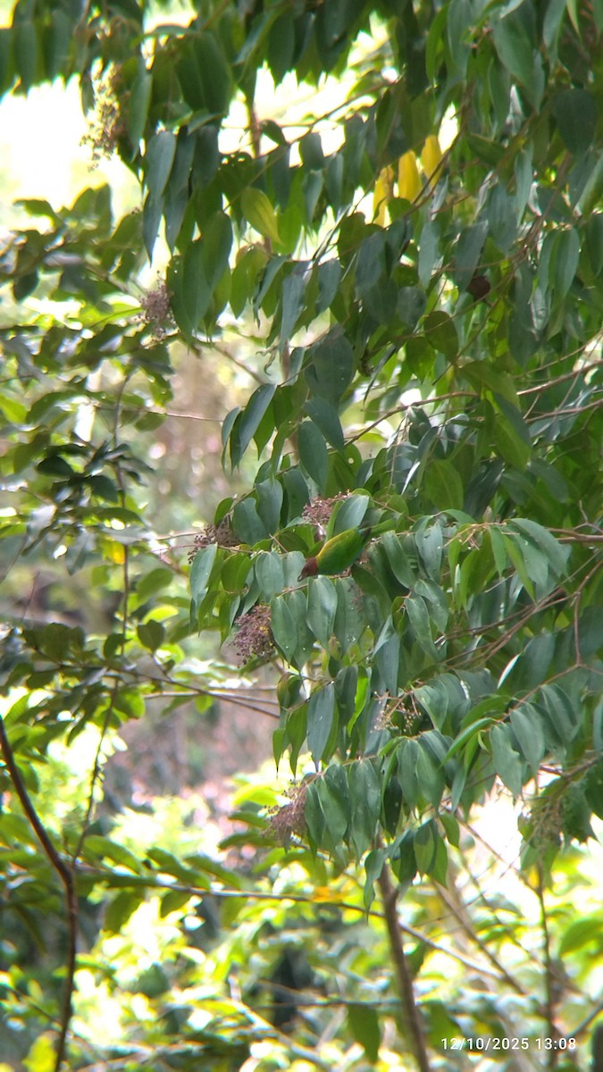 Bay-headed Tanager - ML646552149