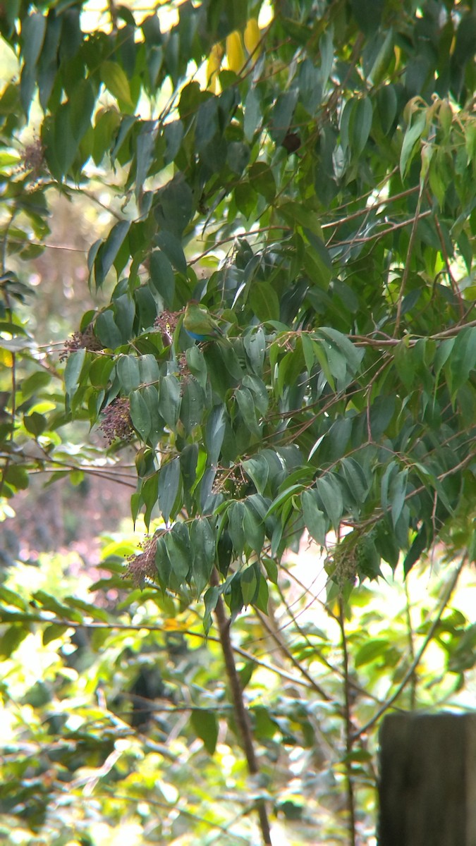 Bay-headed Tanager - ML646552150