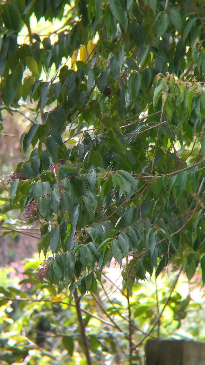 Bay-headed Tanager - ML646552151