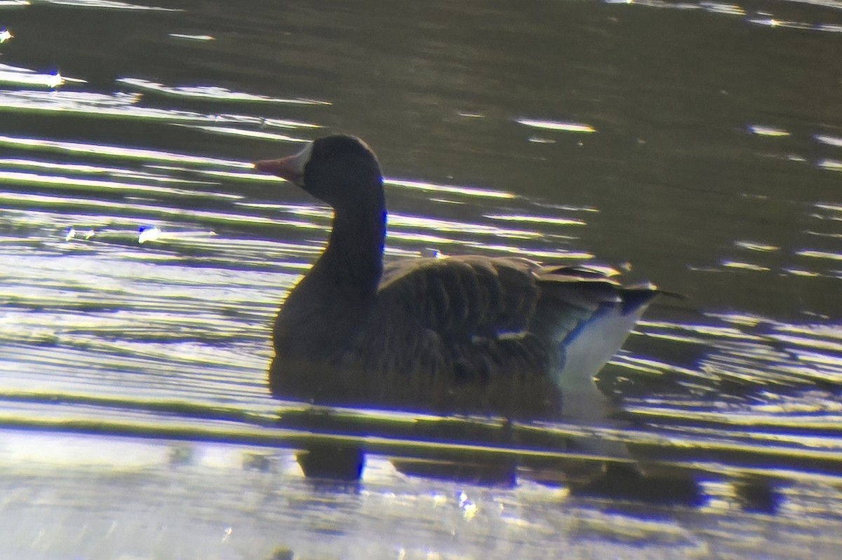Greater White-fronted Goose - ML646552152