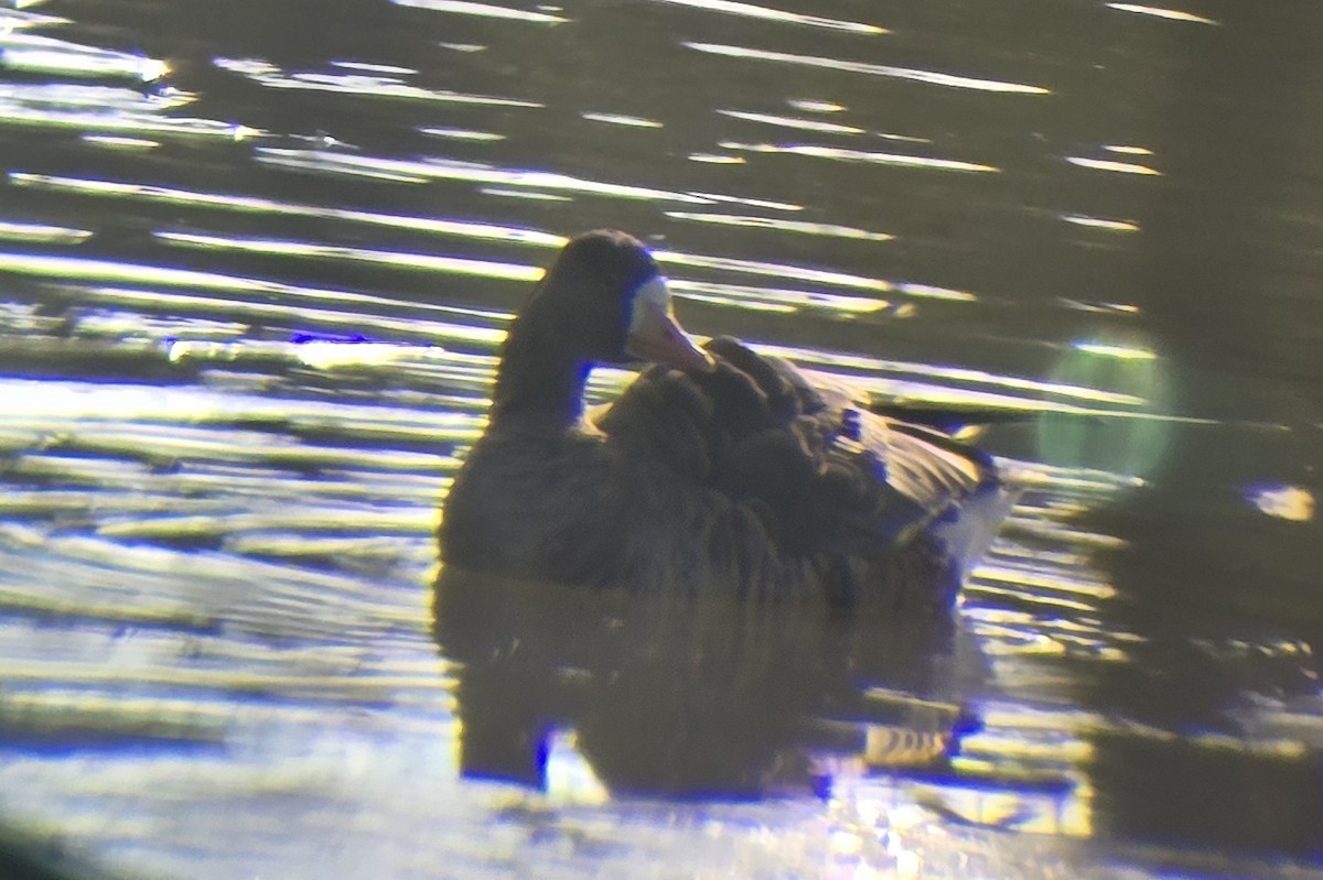 Greater White-fronted Goose - ML646552153