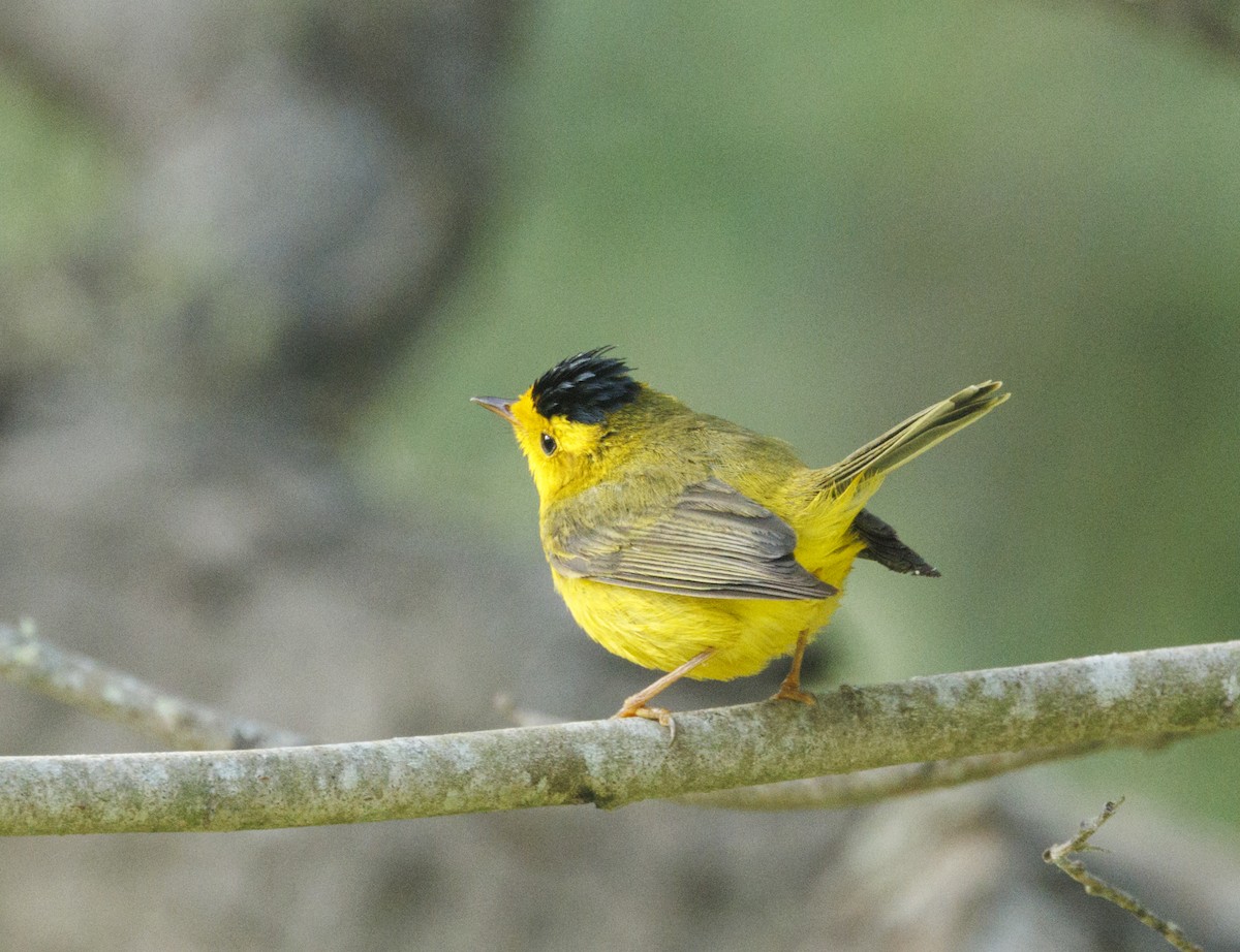 Wilson's Warbler - ML646552154