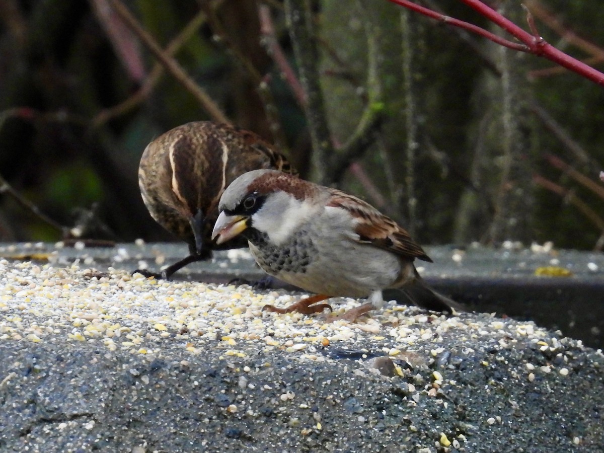 Passera oltremontana - ML646552155