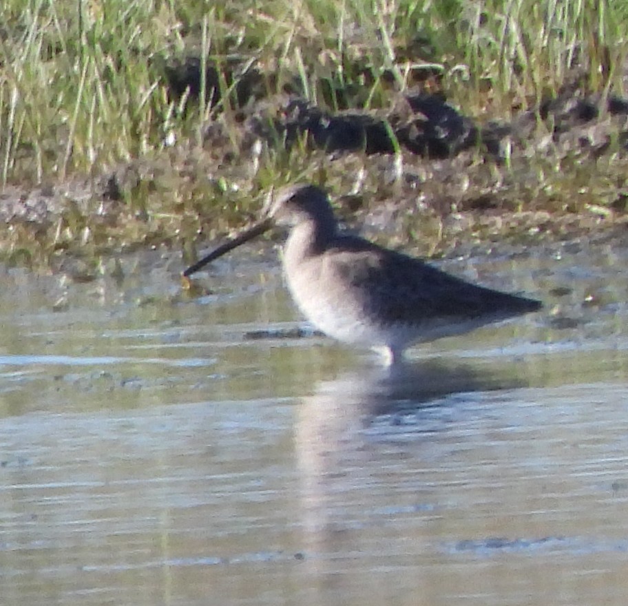 Long-billed Dowitcher - ML646552156