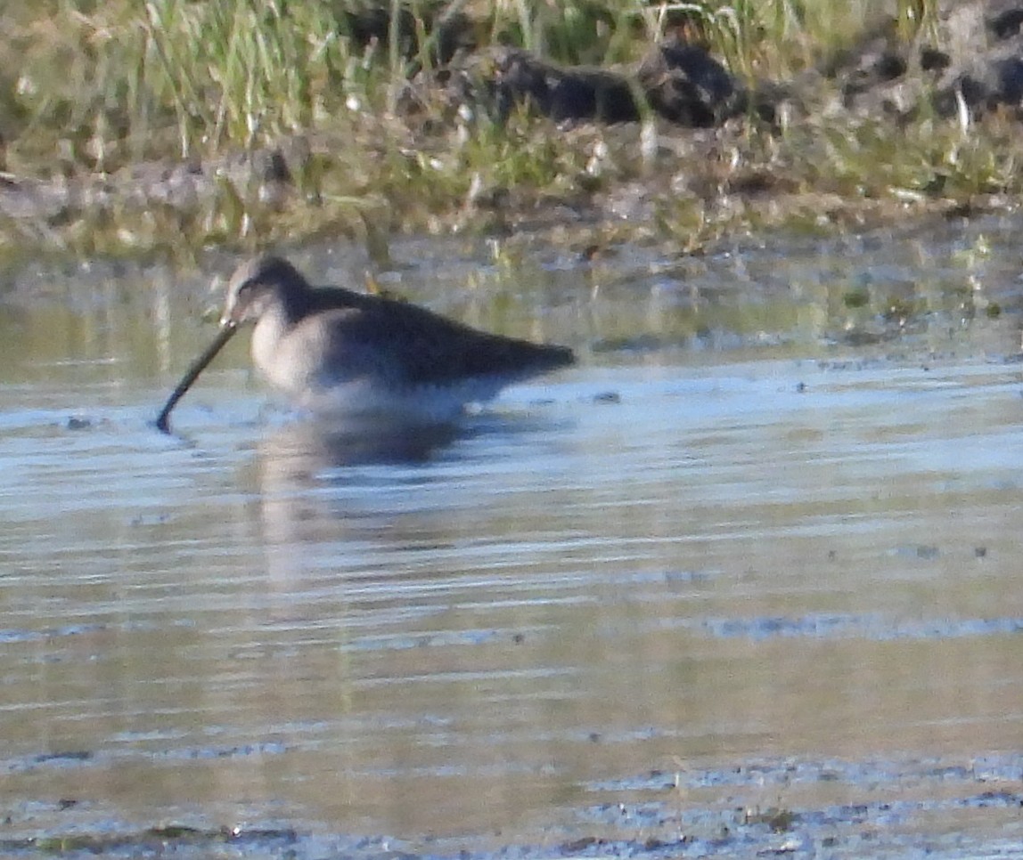 Long-billed Dowitcher - ML646552157