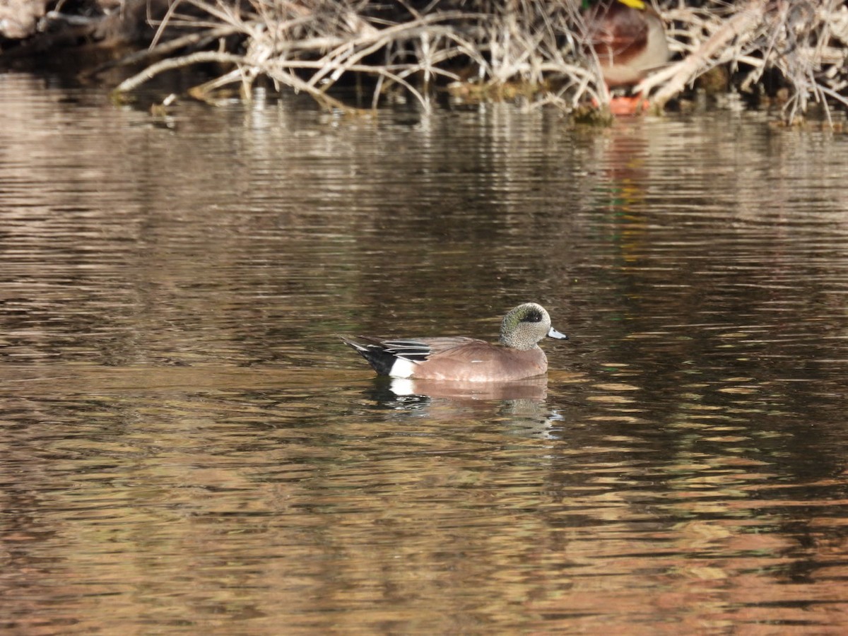 American Wigeon - ML646552160
