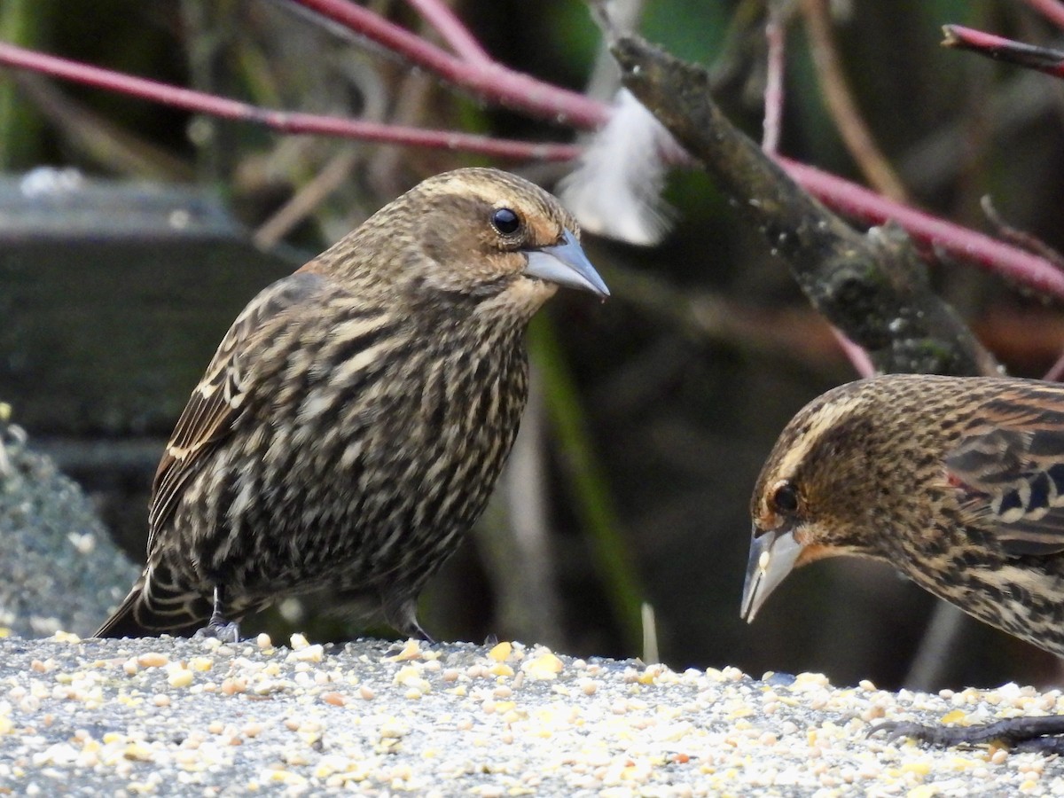 Red-winged Blackbird - ML646552162