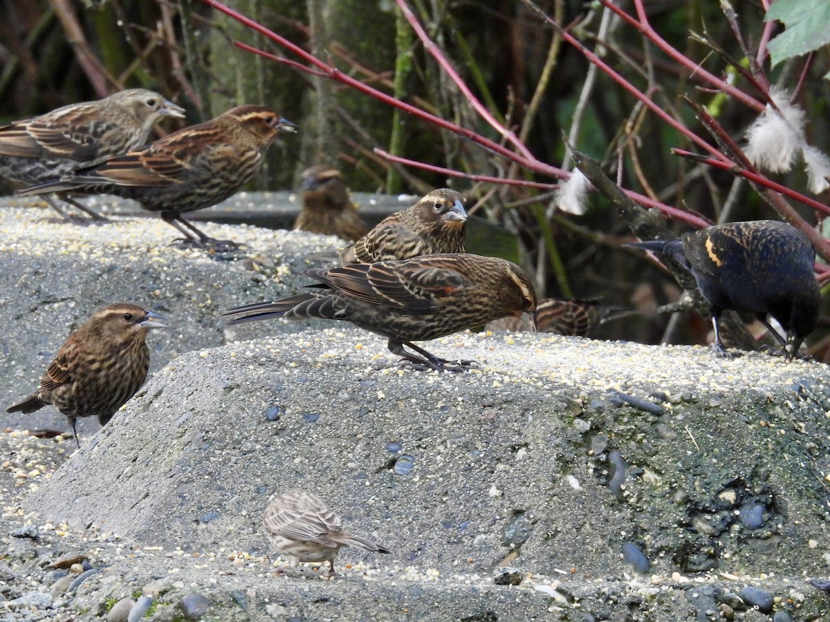 Red-winged Blackbird - ML646552163