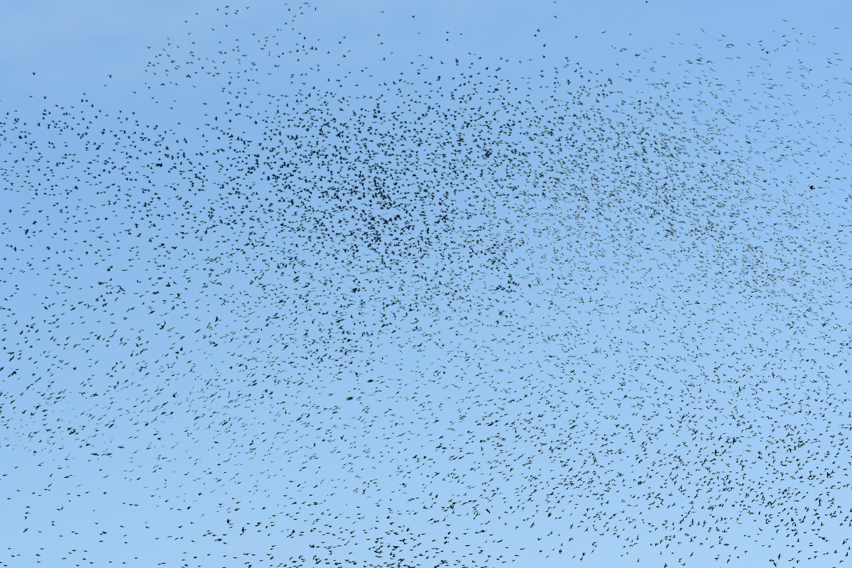 Common Grackle - ML646552166