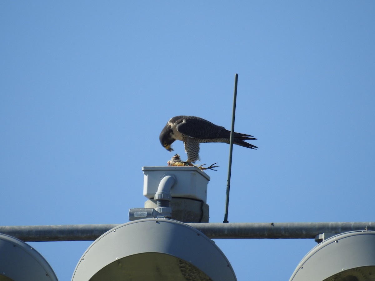 sokol stěhovavý - ML646552167