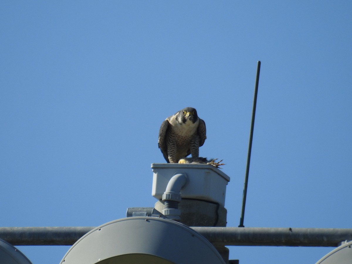 sokol stěhovavý - ML646552168