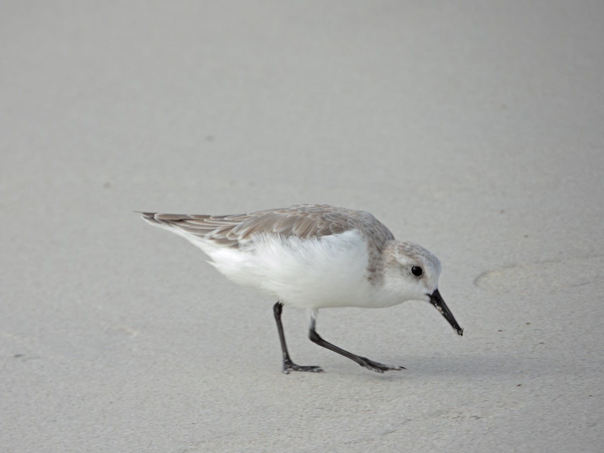 Песчанка - ML646552170