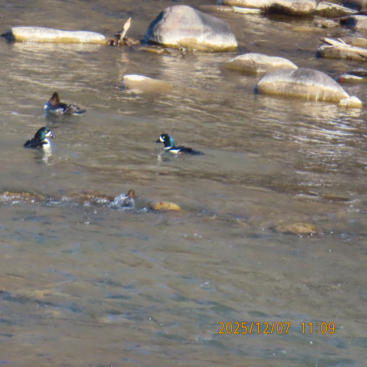 キタホオジロガモ - ML646552171