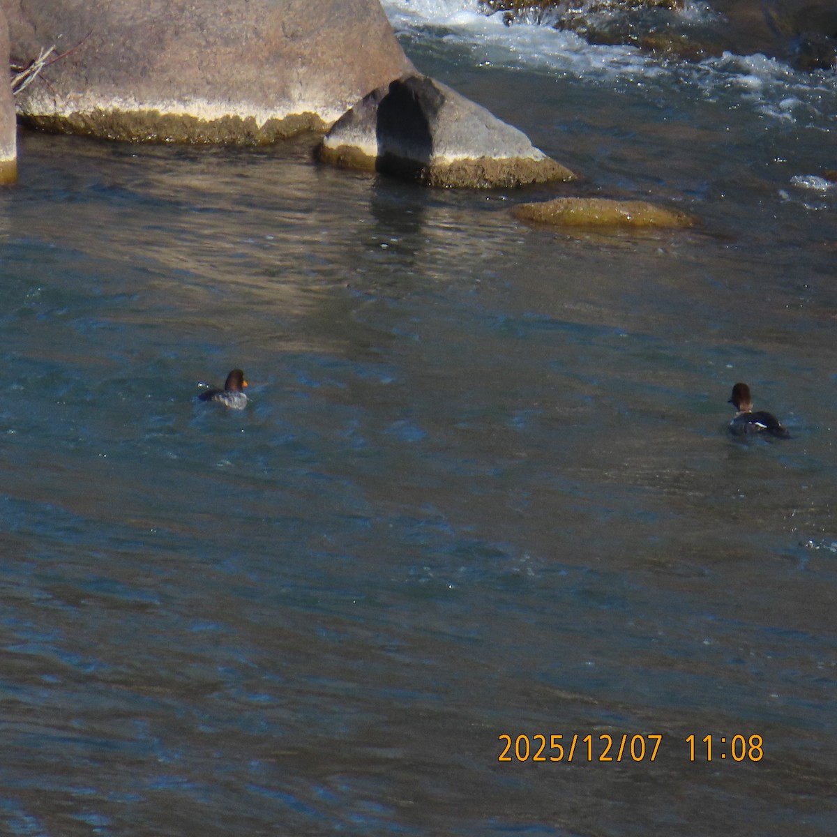 キタホオジロガモ - ML646552172