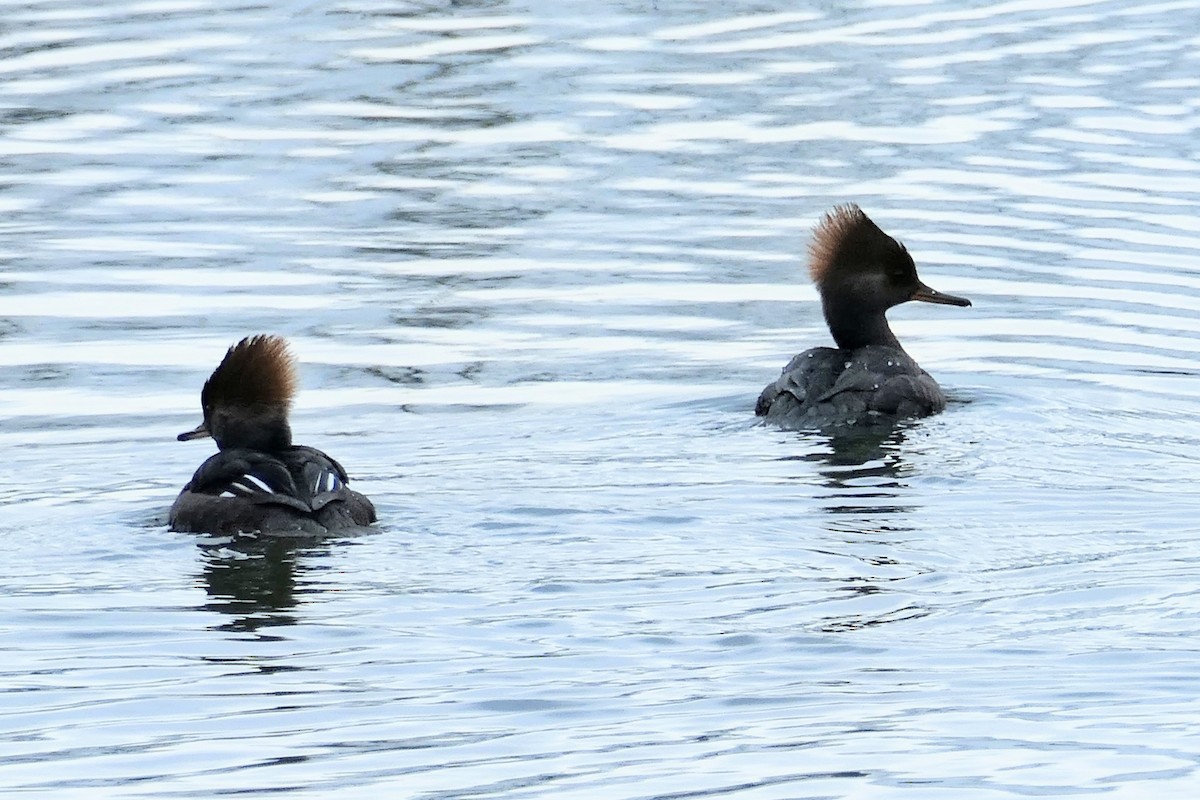 Hooded Merganser - ML646552174