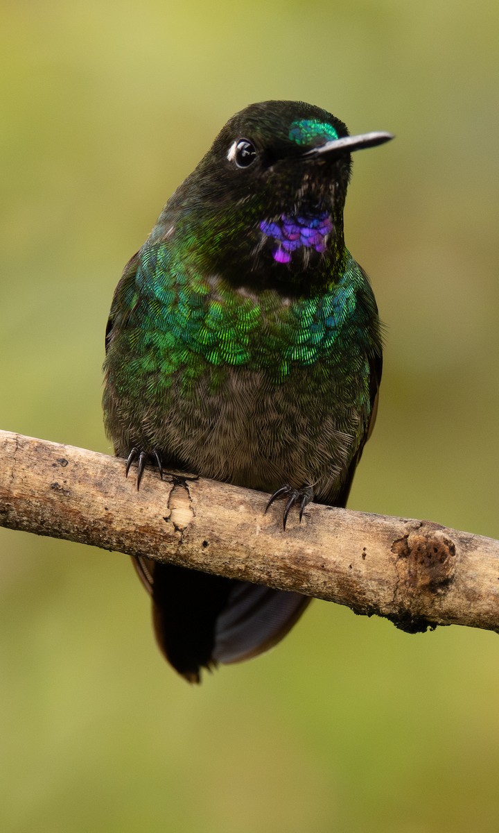 Tourmaline Sunangel - ML646552177