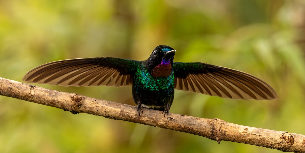 Tourmaline Sunangel - ML646552178