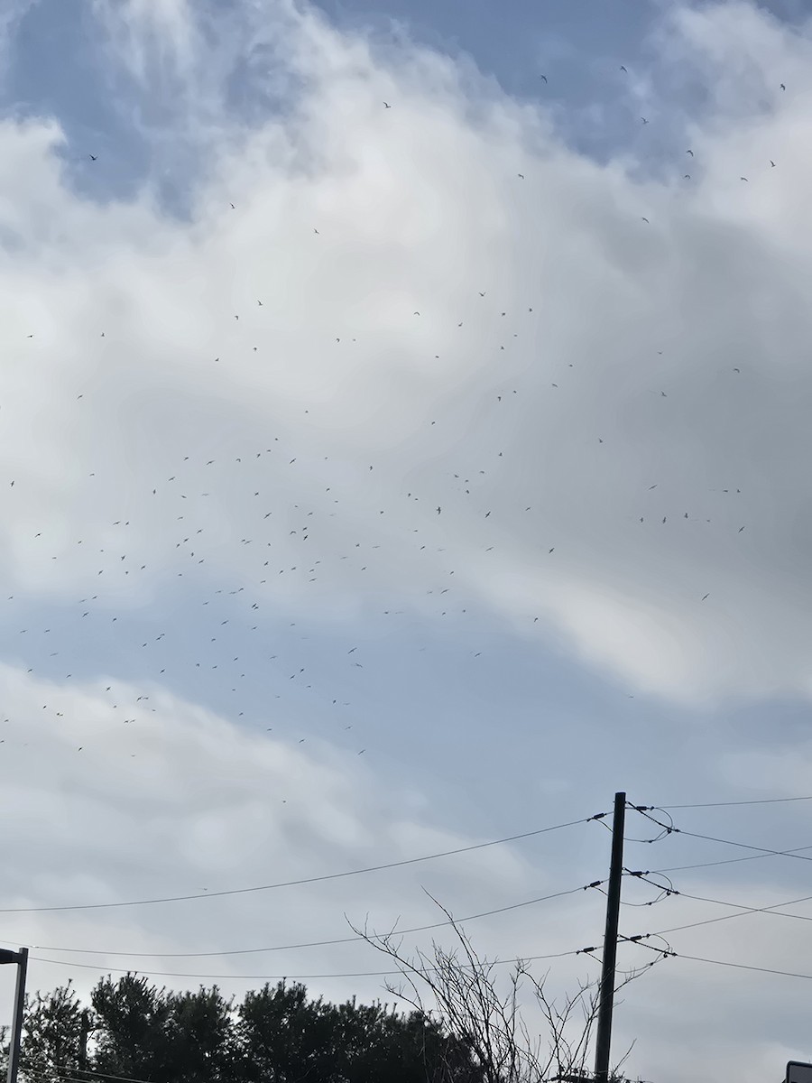 Ring-billed Gull - ML646552179