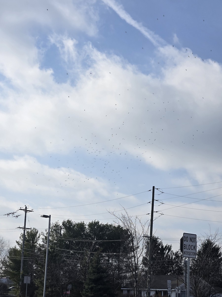 Ring-billed Gull - ML646552180