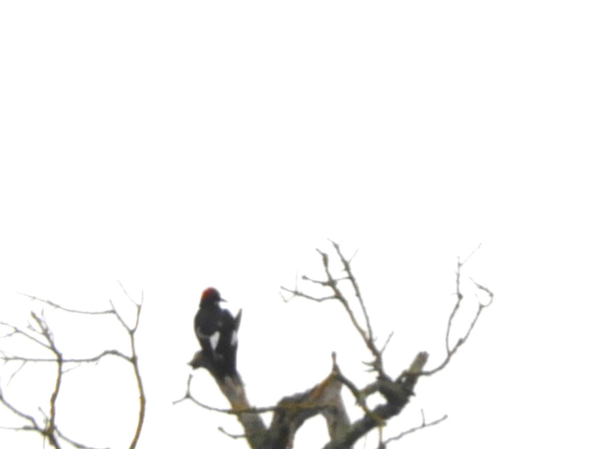 Acorn Woodpecker - ML646552181