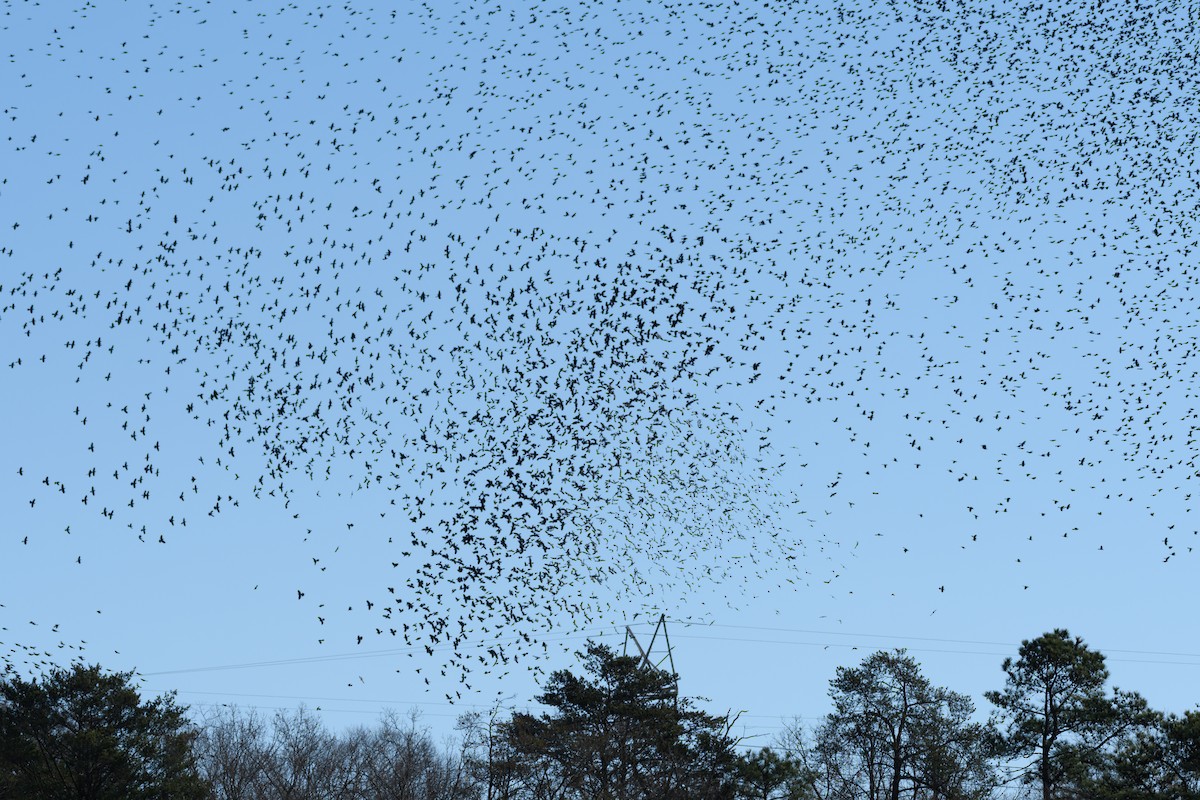 Purpurgrackel - ML646552182