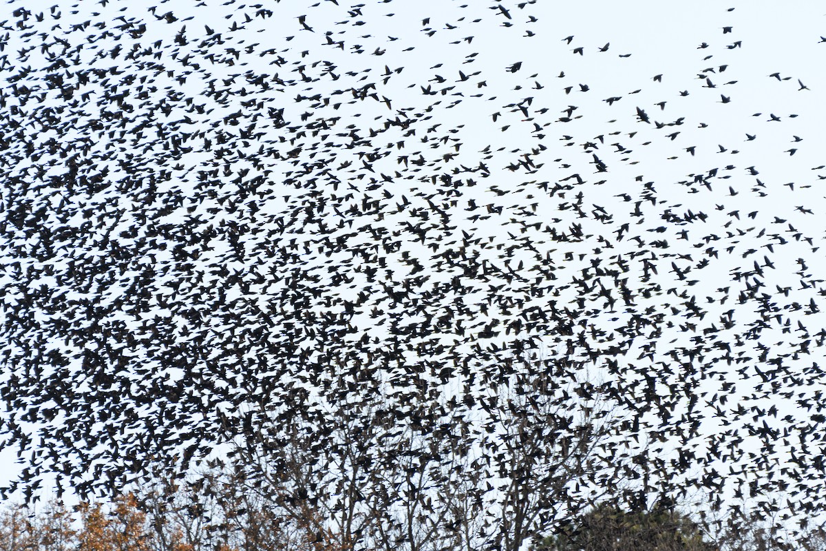 Purpurgrackel - ML646552184