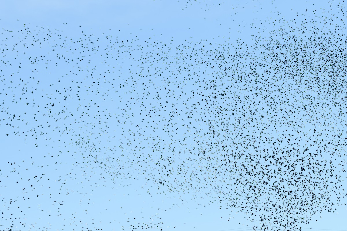 Purpurgrackel - ML646552185