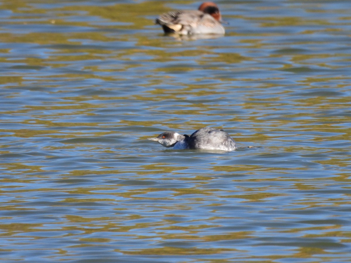 Eared Grebe - ML646552186