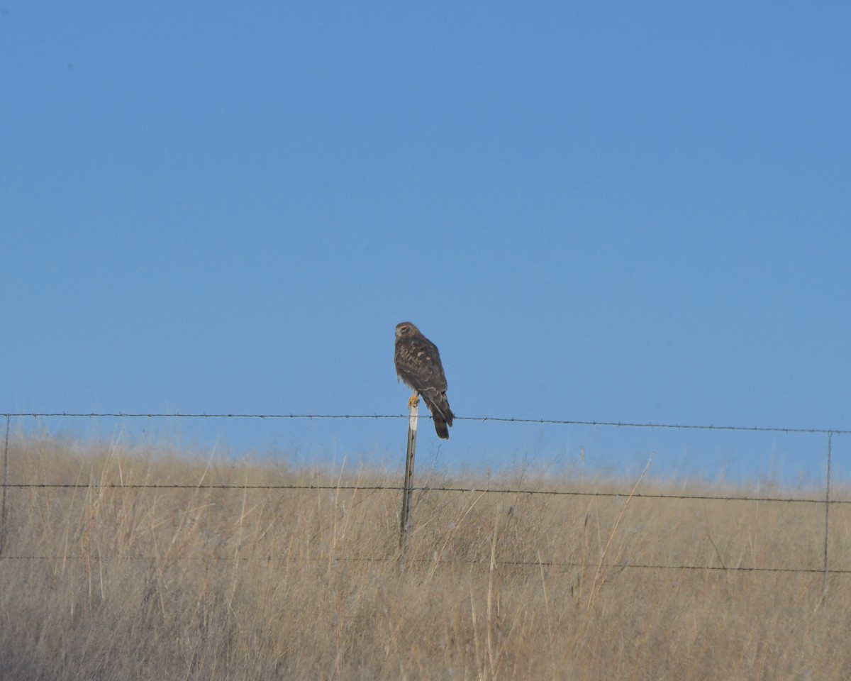 Northern Harrier - ML646552188