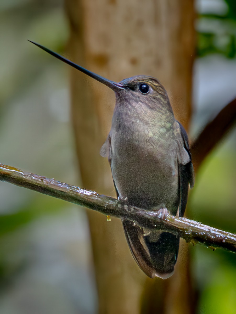 Green-fronted Lancebill - ML646552193