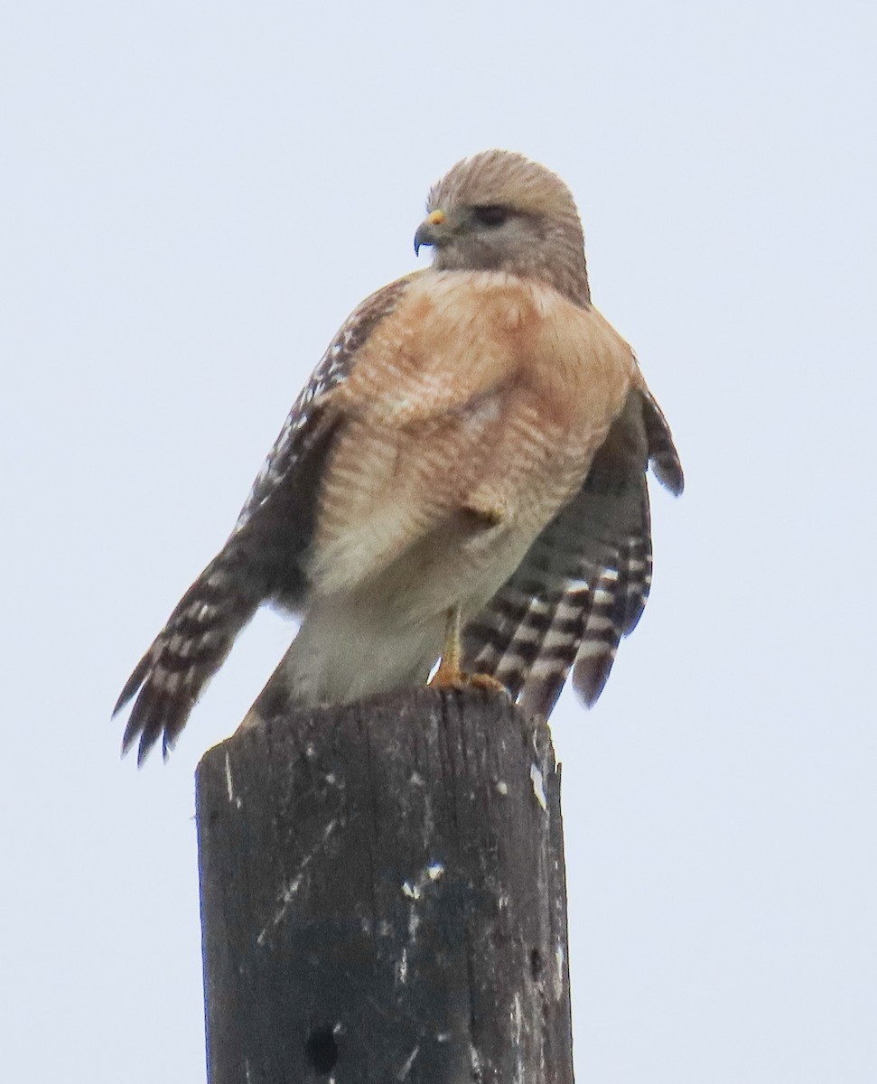 Kızıl Omuzlu Şahin - ML646552203