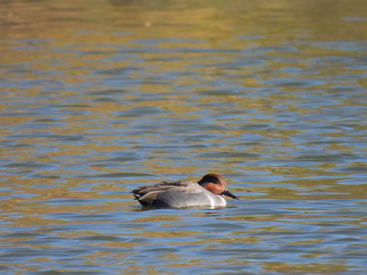 Green-winged Teal - ML646552204