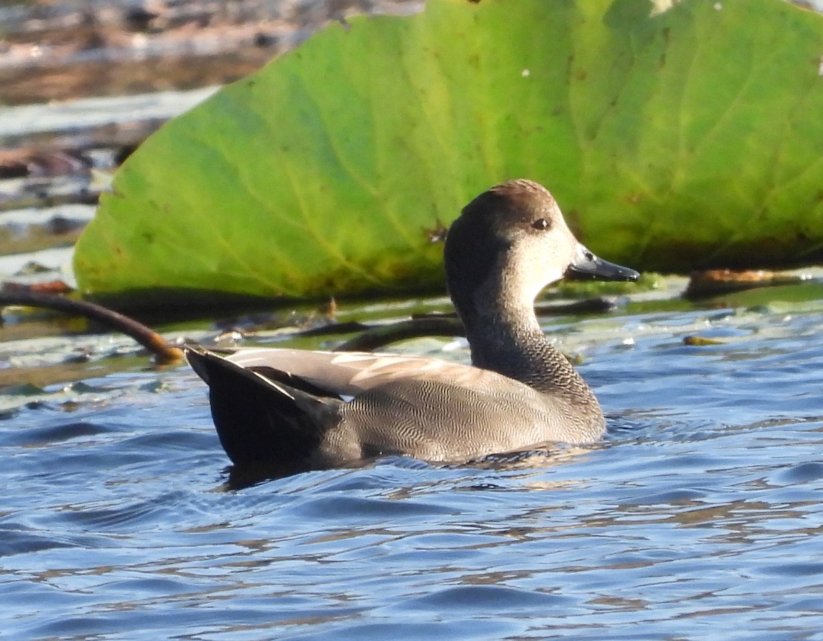 Gadwall - ML646552208