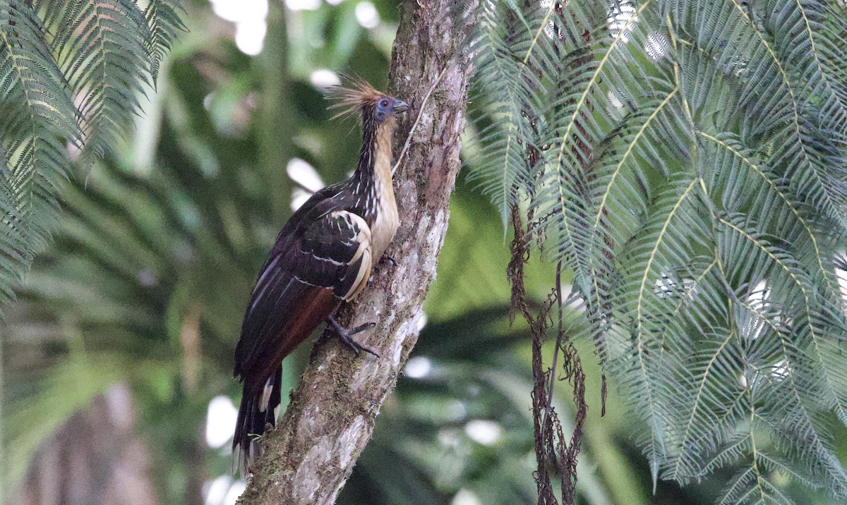 Hoazín - ML646552209