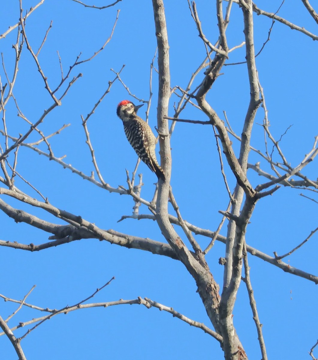 Ladder-backed Woodpecker - ML646552211